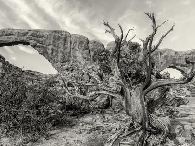 Juniper Reaching for the Sky