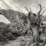 Juniper Reaching for the Sky