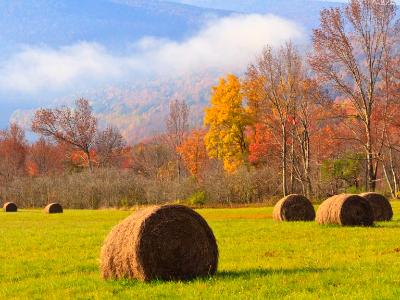 Foggy Autumn Hayfield