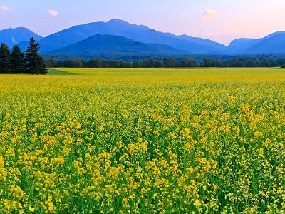 Adirondacks Canola Field