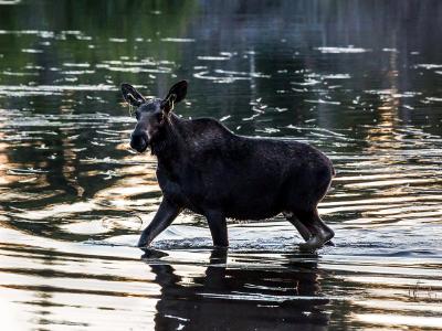 Juvenile Moose in Sprague Lake