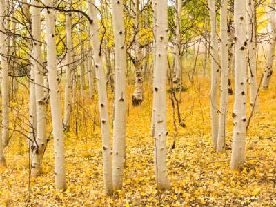 Aspen Trunks and Golden Carpet