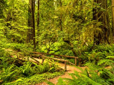 Redwood Forest Footbridge