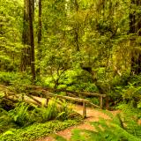 Redwood Forest Footbridge