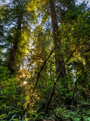 Lush Light in Lady Bird Grove