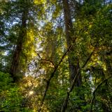 Lush Light in Lady Bird Grove