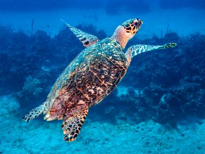 Hawksbill Sea Turtle Surfacing