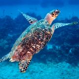 Hawksbill Sea Turtle Surfacing