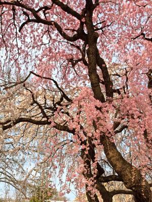 Cherry Tree Branches