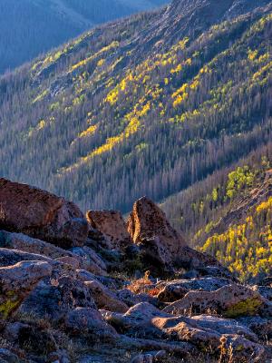 Forest Canyon Autumn Angles