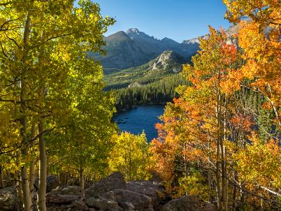 Aspen Color at Rocky Mountain National Park