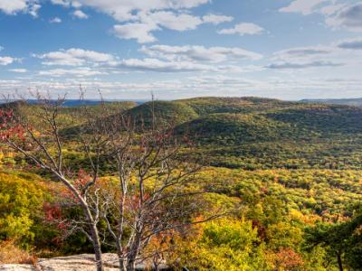 Bear Mountain Red Tree