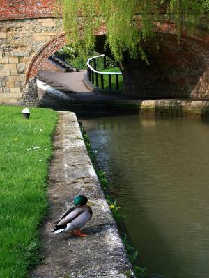 Canal Duck