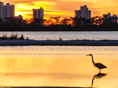 Heron Silhouette and Perdido Key