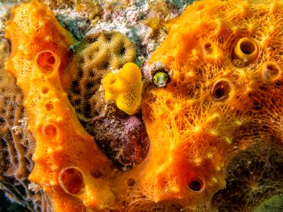 Blenny Hide and Seek in Orange Sponge Blenny Hide and Seek in Orange Sponge