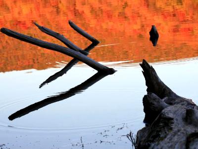 Autumn Logs