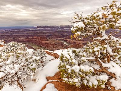 Spring Snow on Dead Horse Junipers