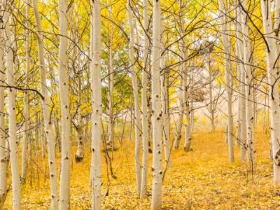 Aspen Forest Golden Carpet