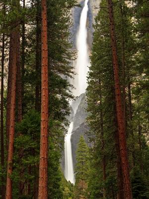 Yosemite Falls Tall Tree View