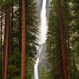 Yosemite Falls Tall Tree View