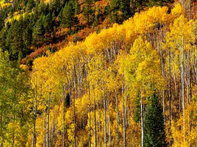 Aspen Mountainside at McClure Pass