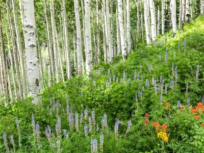 Lush Hillside of Aspens and Lupine