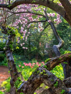 Botanic Gardens Gnarly Cherry Tree