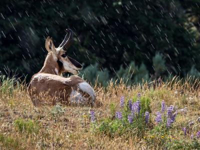 Pronghorn in the Sun and Rain