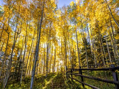 Wilson Mesa Aspen Grove Fence Sunburst