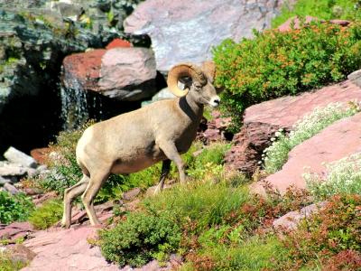 Bighorn Sheep