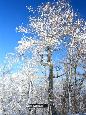 Algonquin Snowy Tree