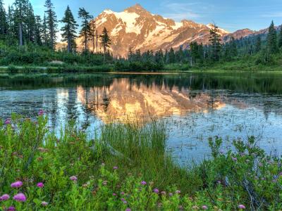 Picture Lake Wildflowers and Mt. Shuksan