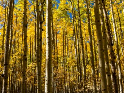 Endless Autumn Aspens