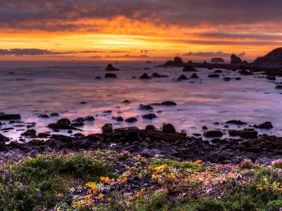 Stonecrop Sunset