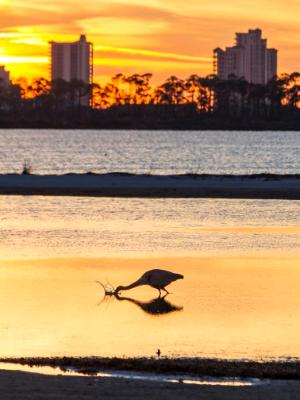 Great Blue Heron Feeding