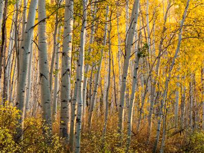 Golden Aspen Forest Twilight