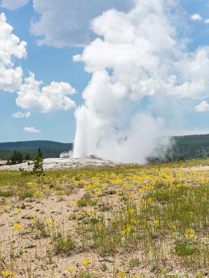 Old Faithful Wildflowers