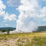 Old Faithful Wildflowers