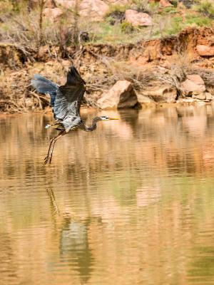 Blue Heron on the Colorado River