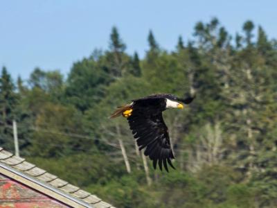 Eagle Skimming Rooftops