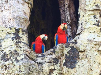 Seeing Double - Scarlet macaws