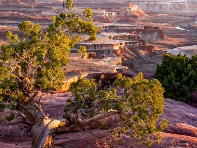 Juniper River Overlook