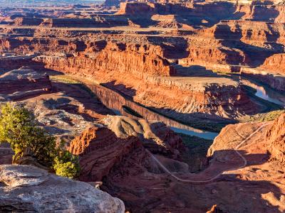 Dead Horse Point Juniper Tree