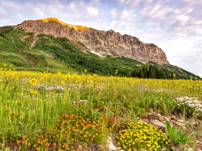 Gothic Mountain Flowerland