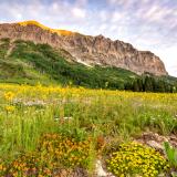 Gothic Mountain Flowerland