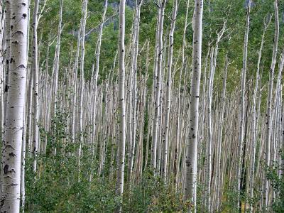 Endless Aspens