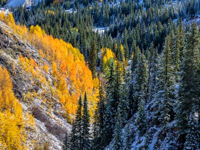 Autumn Aspens Meet Winter Evergreens