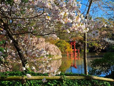BBG Pond and Cherry Blossoms