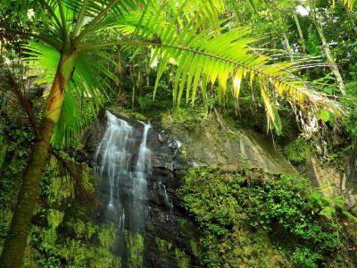 Palm Tree and Waterfall