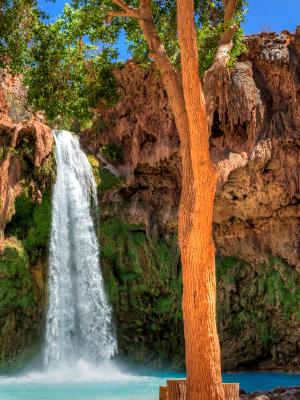 Havasu Falls Tree